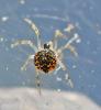Paidiscura pallens